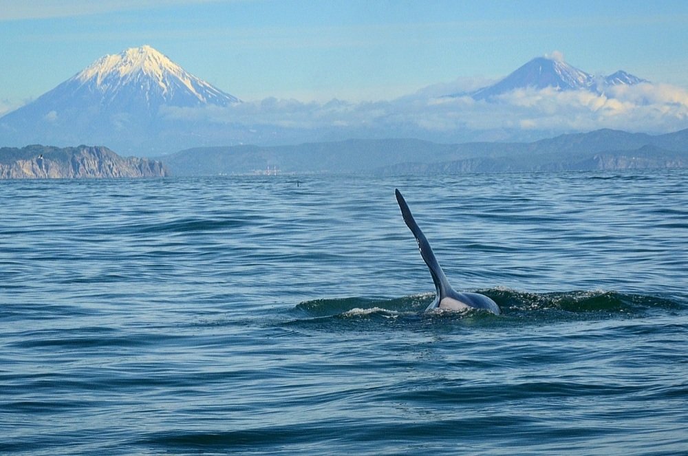 Камчатка. Домашние вулканы.
