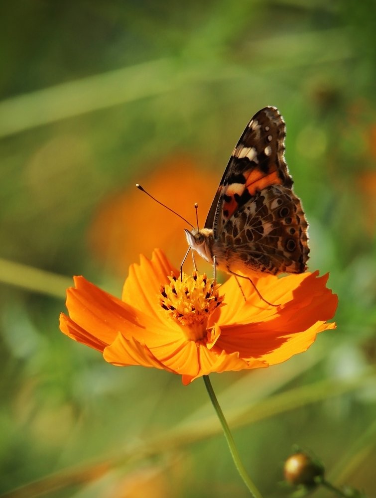 Photograph by Marat Magov