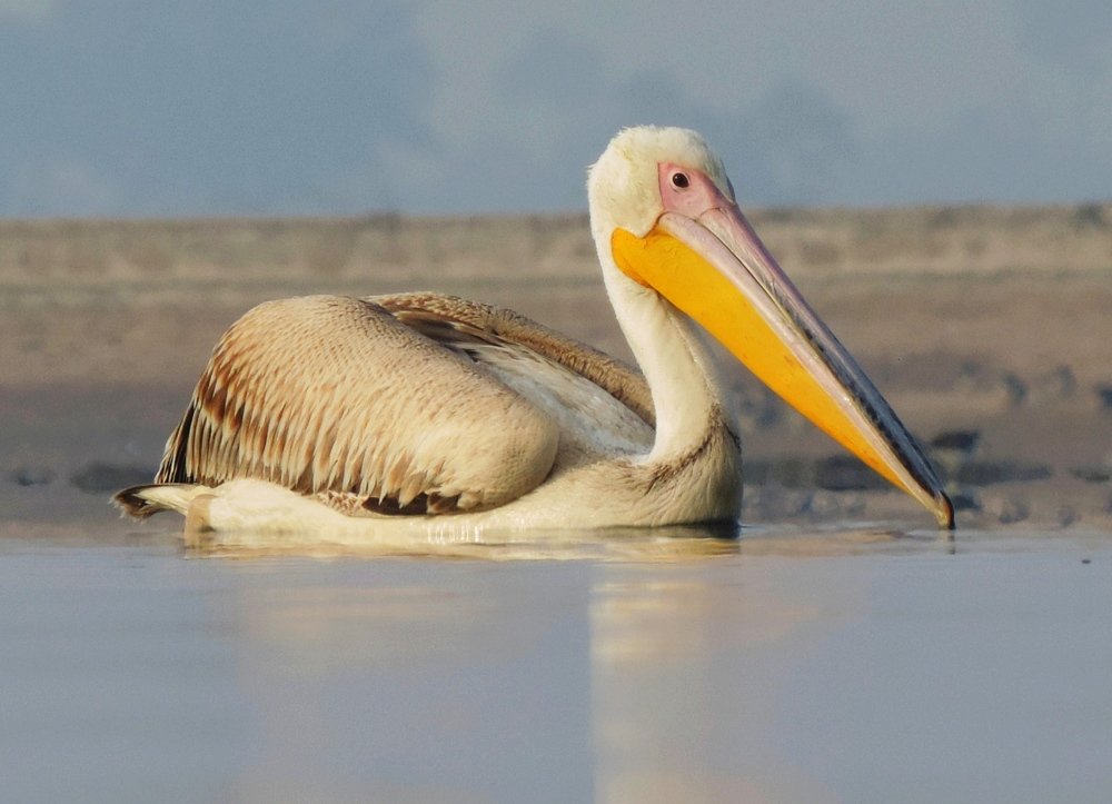 Bird photography
