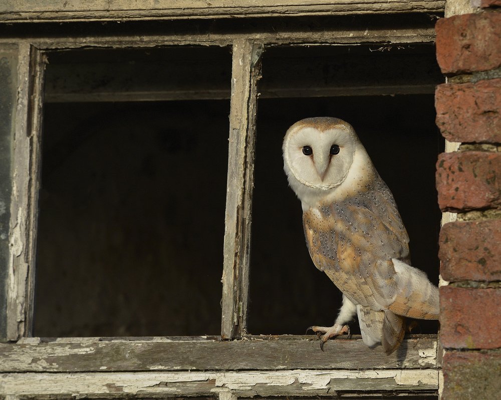 Barn Owl