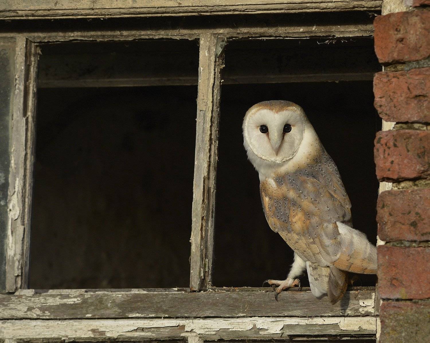 Barn Owl