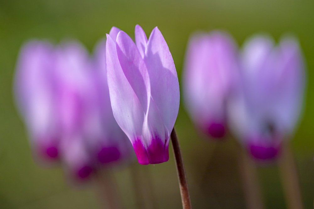 Фотография автора Nikolay Tatarchuk