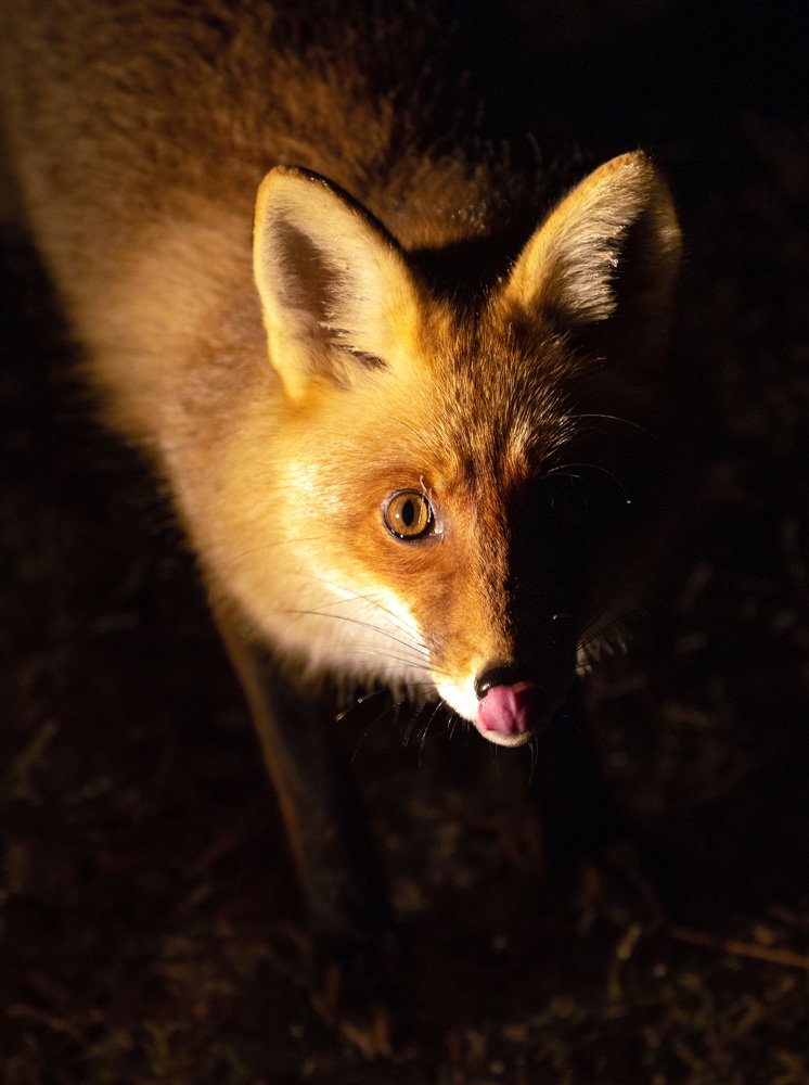 Photograph by Елена Казарян