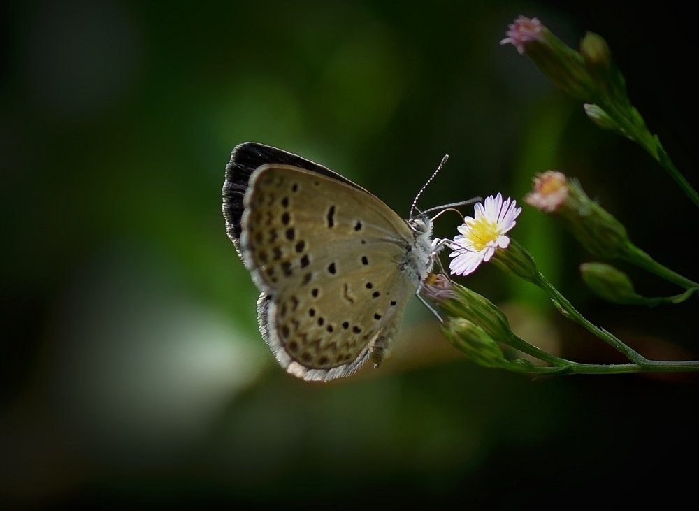 Photograph by Sherbaz Khan