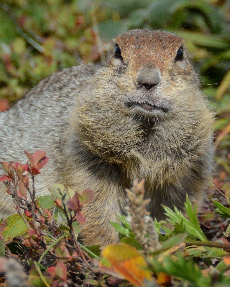 Photograph by Раиса Басова