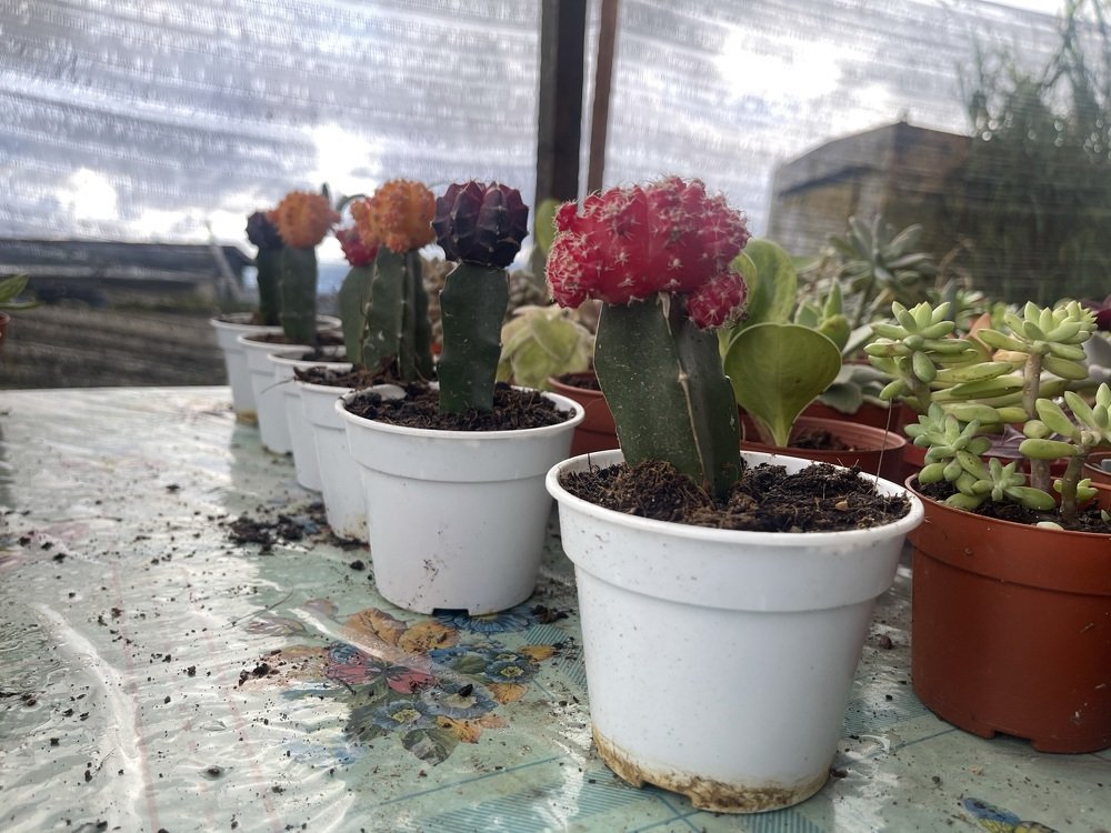 Photograph by Marianie Joanes