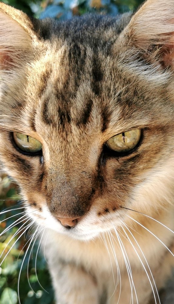 Photograph by Ирина Онер