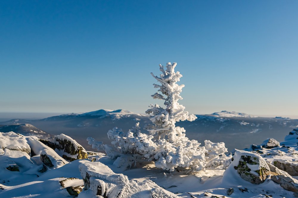 Ель на вершине горы