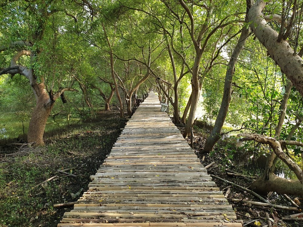Bamboo trail in the Mangrove Forest