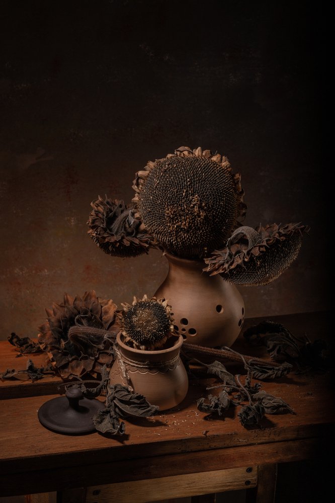 Увядшие подсолнухи