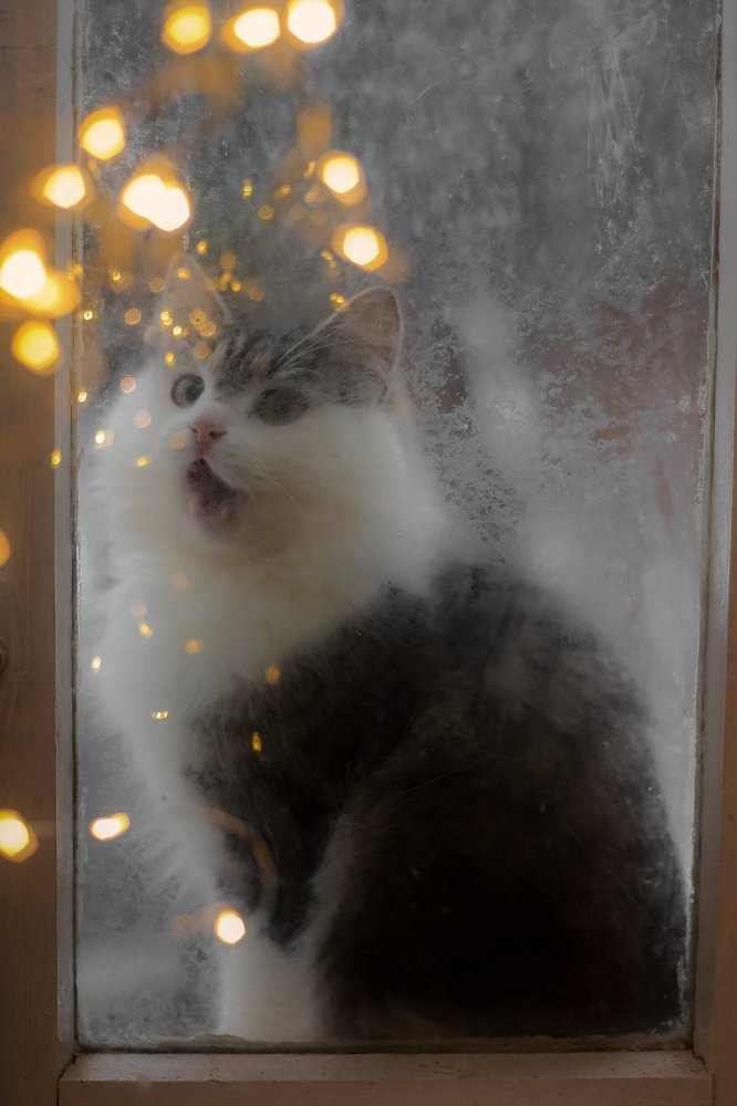 Новогодние эмоции