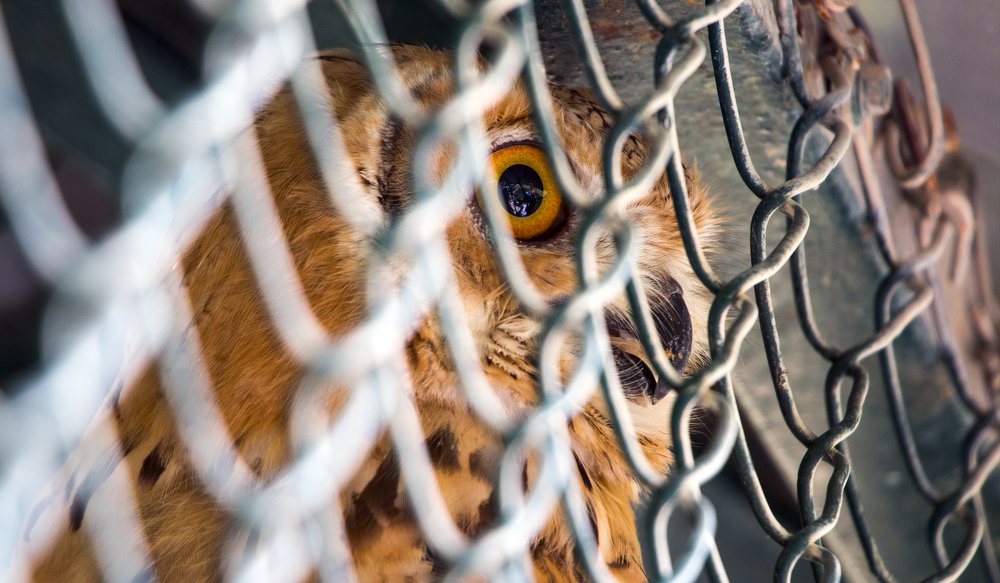 Photograph by Ivanka Iantcheva