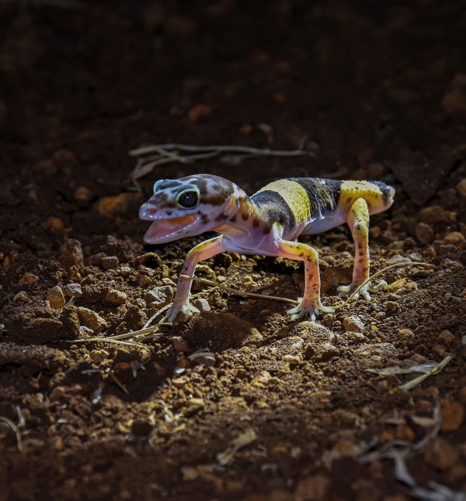 Photograph by AMIT CHAVAN