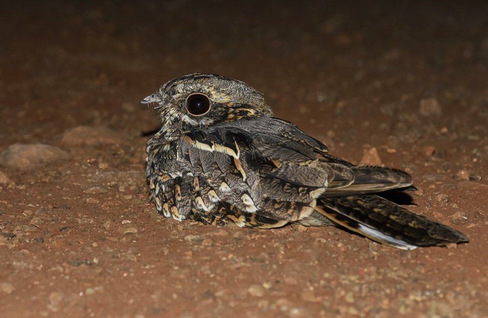 Photograph by AMIT CHAVAN