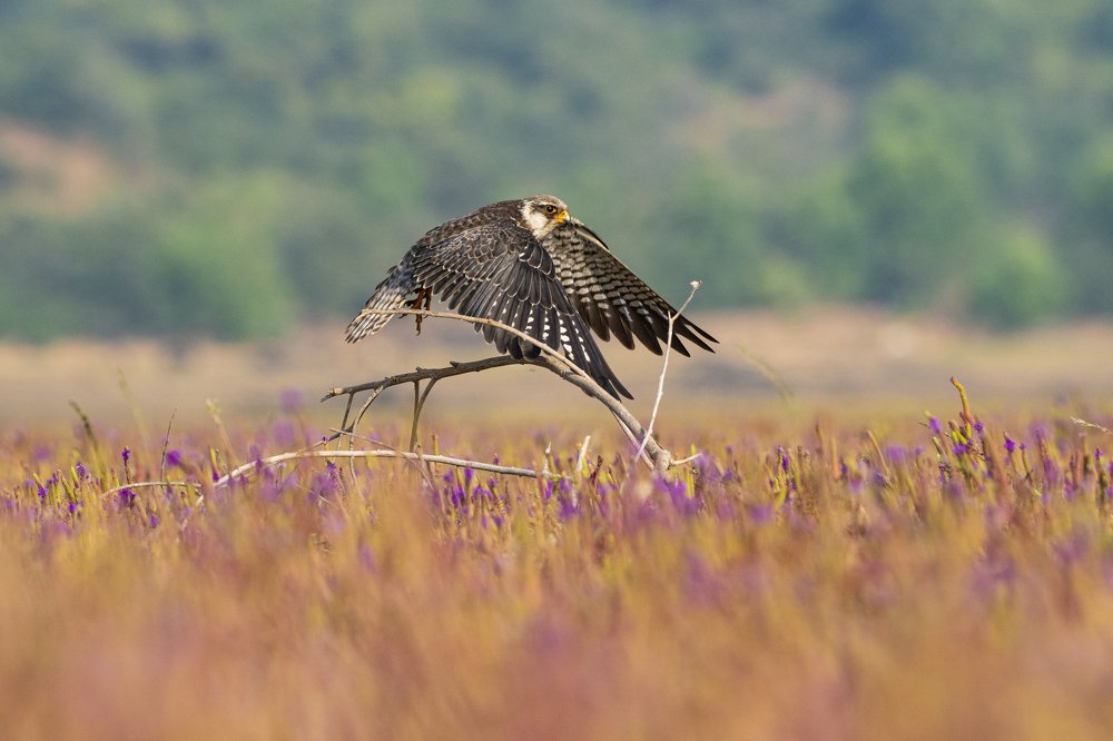 Photograph by Suman Paul
