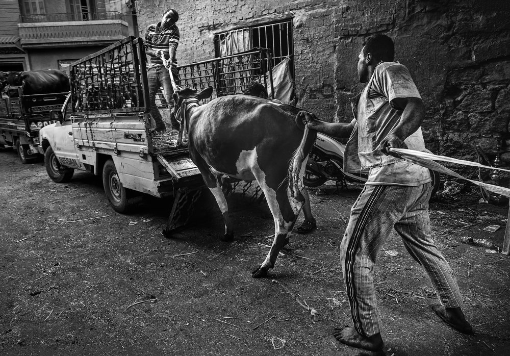 Photograph by mohamed eldor