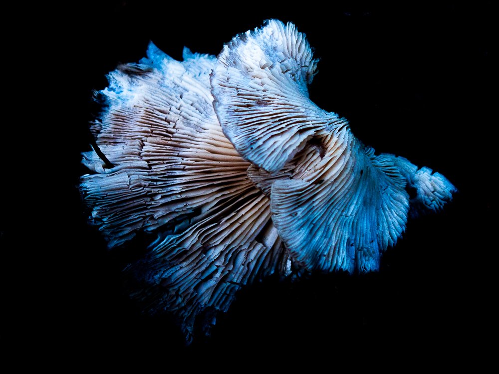 White mushroom in the dark