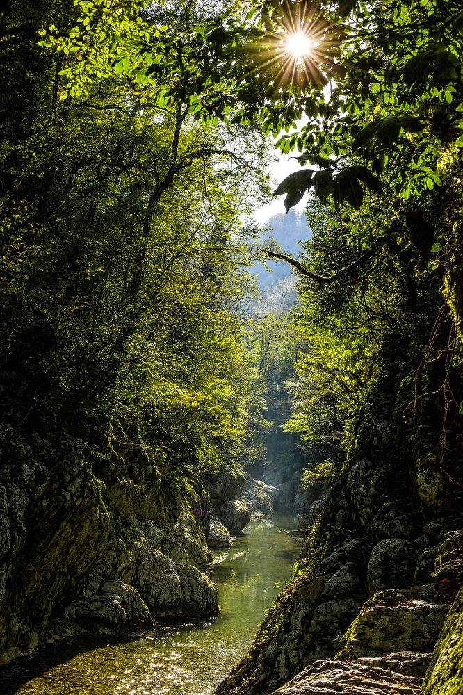 Каньон в тисо-самшитовой роще