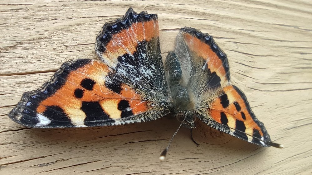 Смелая бабочка