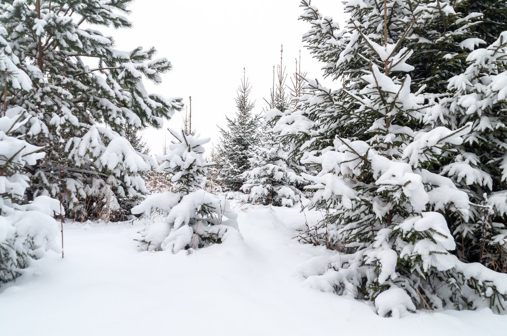 Photograph by Денис Кичев