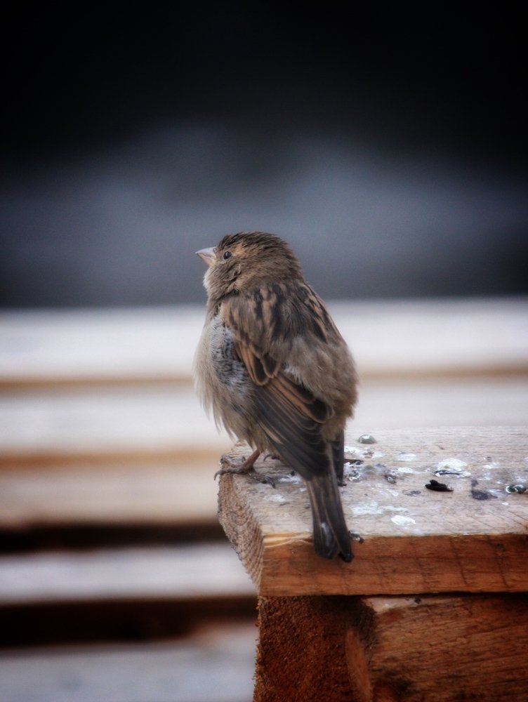 Photograph by Алексей Кроль