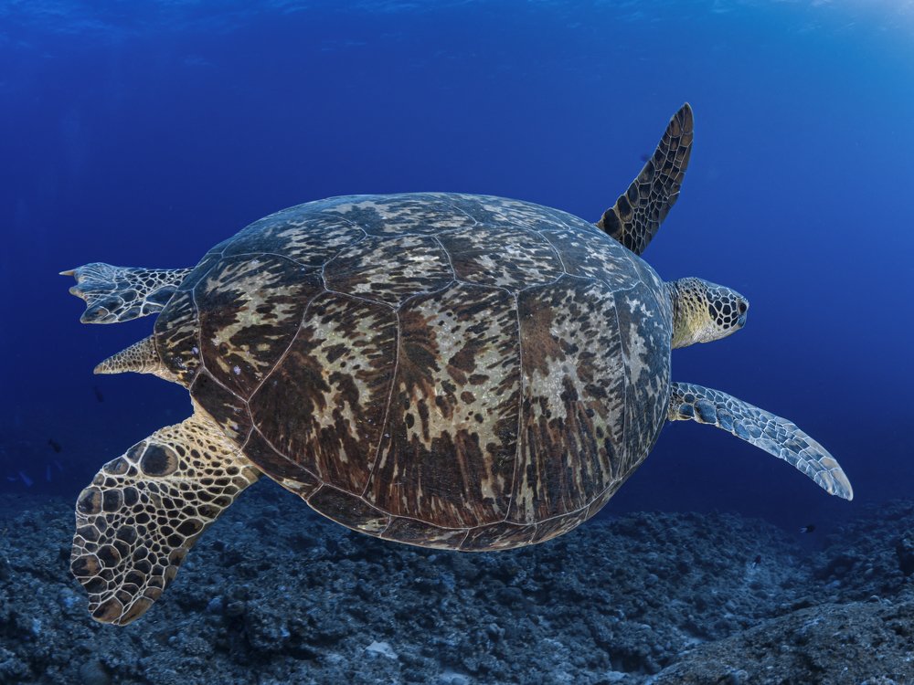 Longing for the open sea