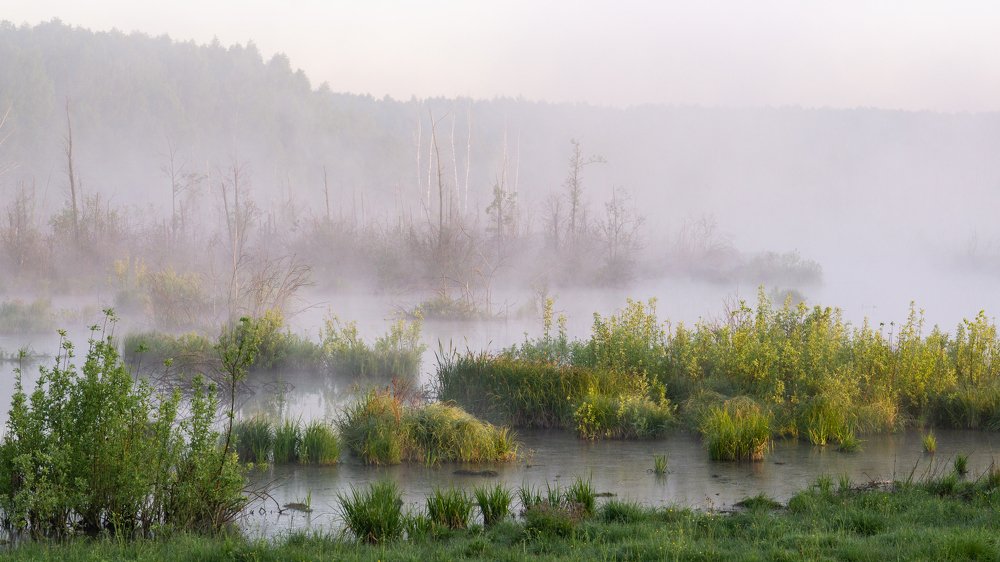 In the swamp / На болоте