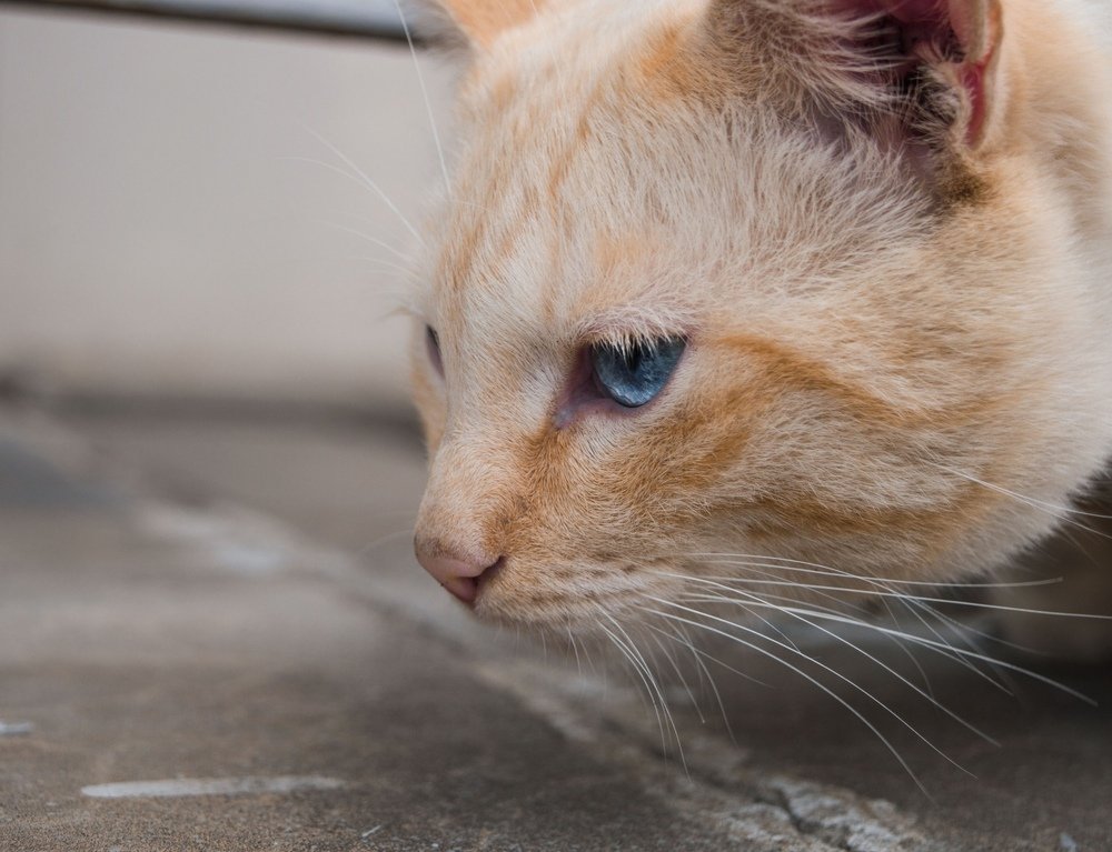 Фотография автора Полина Лебедева