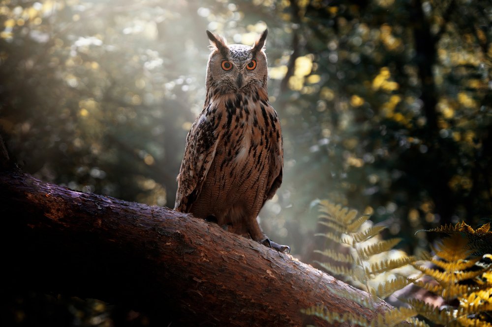 Photograph by Anna Grieta Freimane