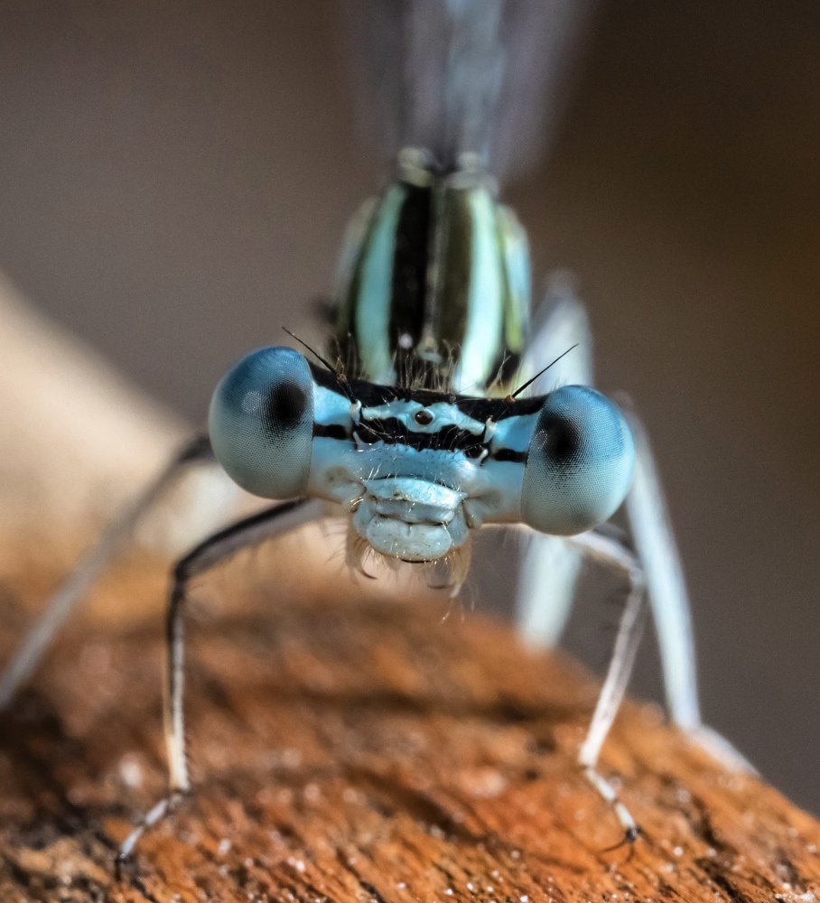 Фотография автора Dolli Pogrebnaya