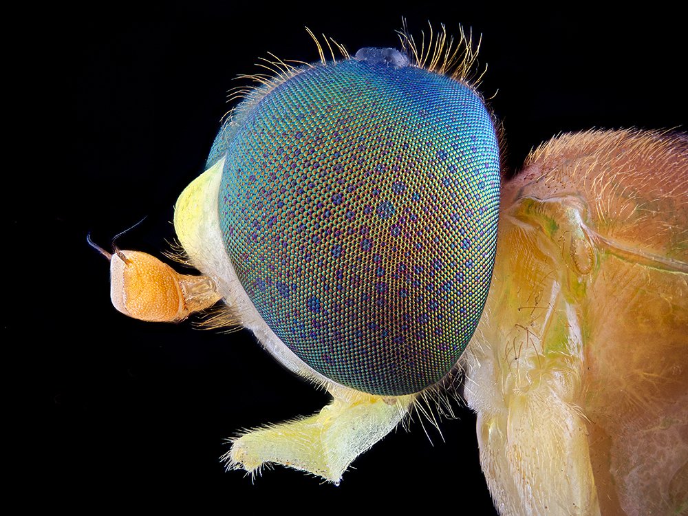 Photograph by Walter Ferrari