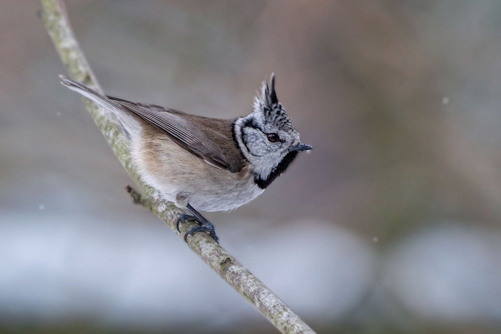 Photograph by Viktor Makarov