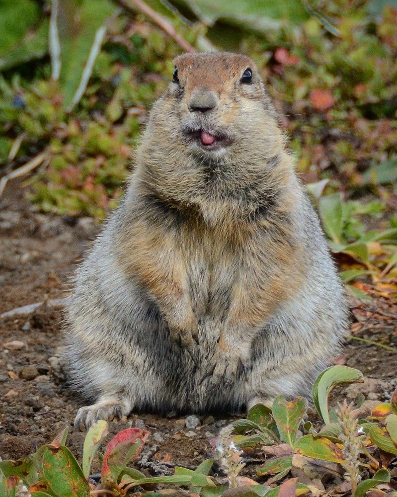 К зиме готов