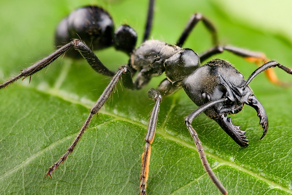 Photograph by Walter Ferrari