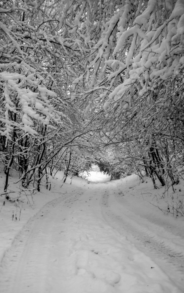 Photograph by Toth Csongor