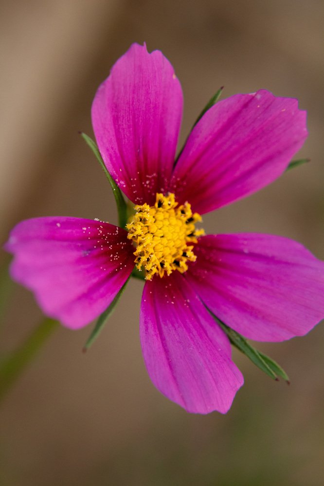 Daintiness... (Изысканность, утонченность)