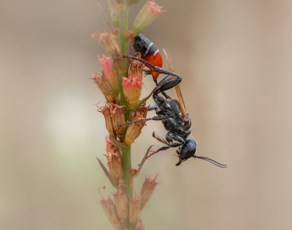 Фотография автора Dolli Pogrebnaya