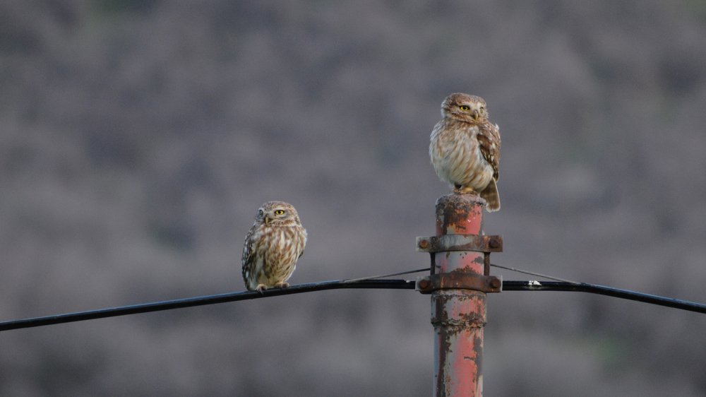 Little owls