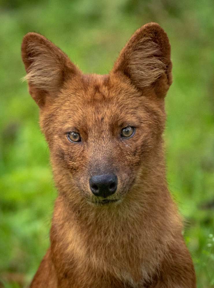 Photograph by Jayanth G