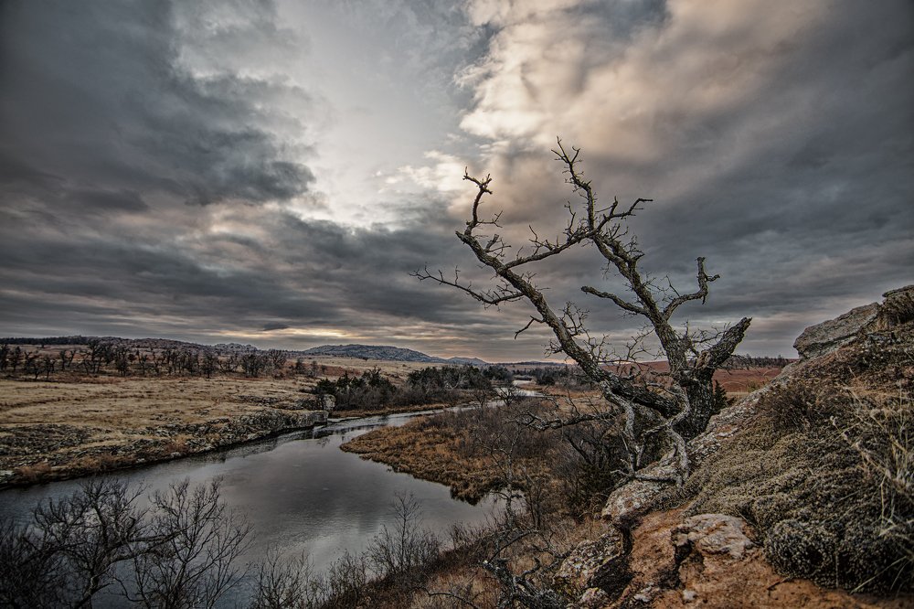 Tree overlooking river