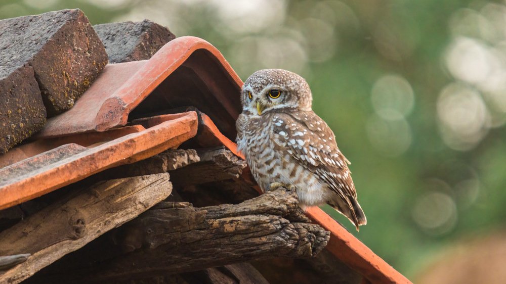 Calling the night - spotted owlet