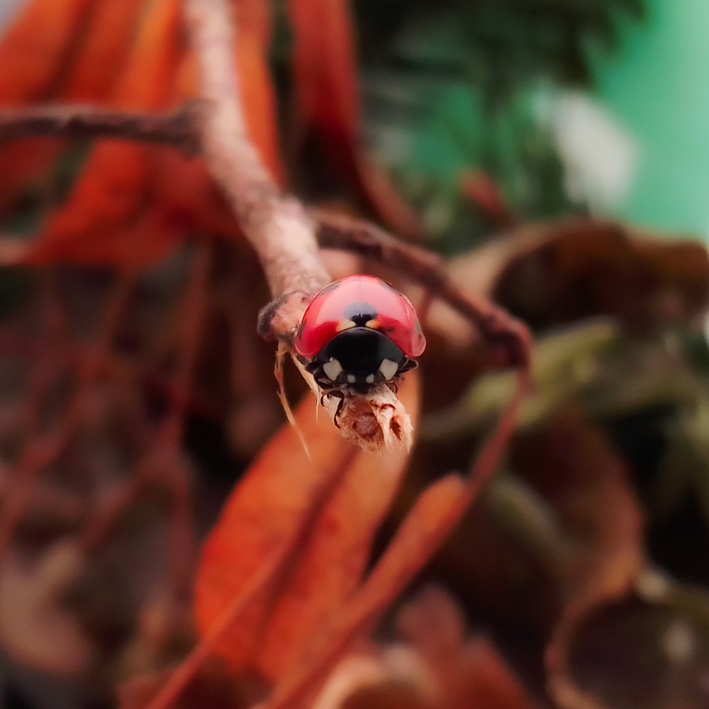 Красотка божья коровка