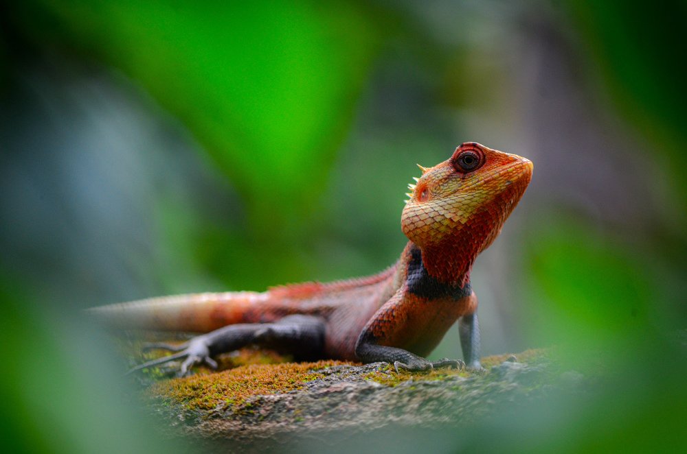 Oriental Garden Lizard