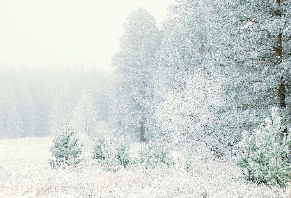 Photograph by Alisa Matveeva