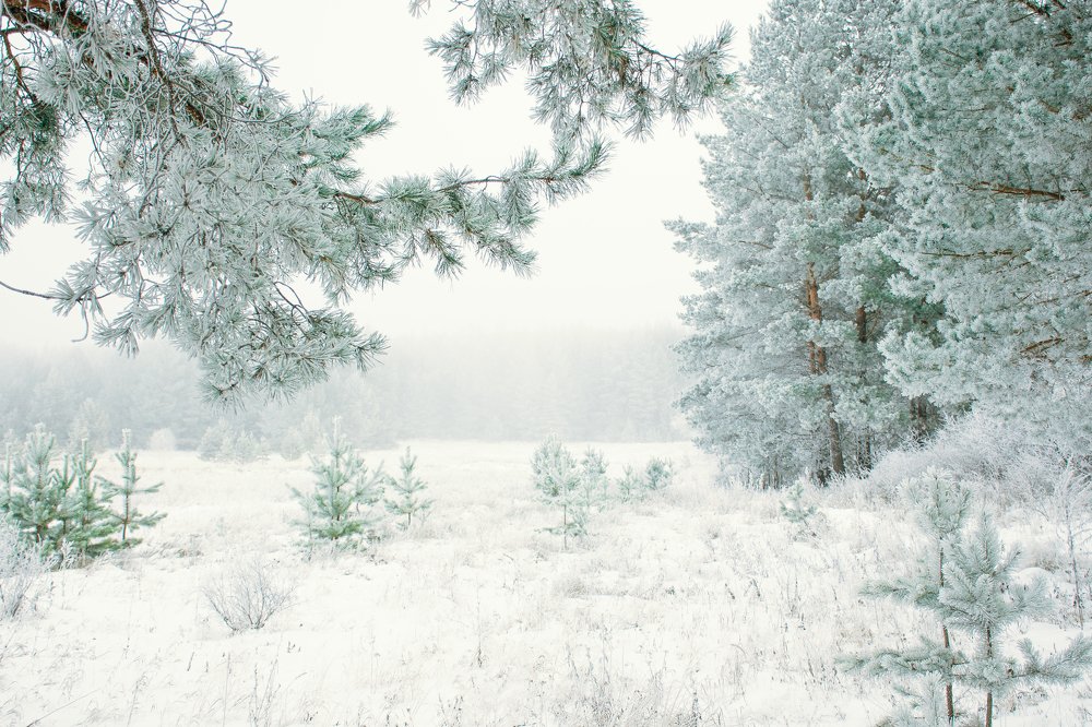 Photograph by Alisa Matveeva