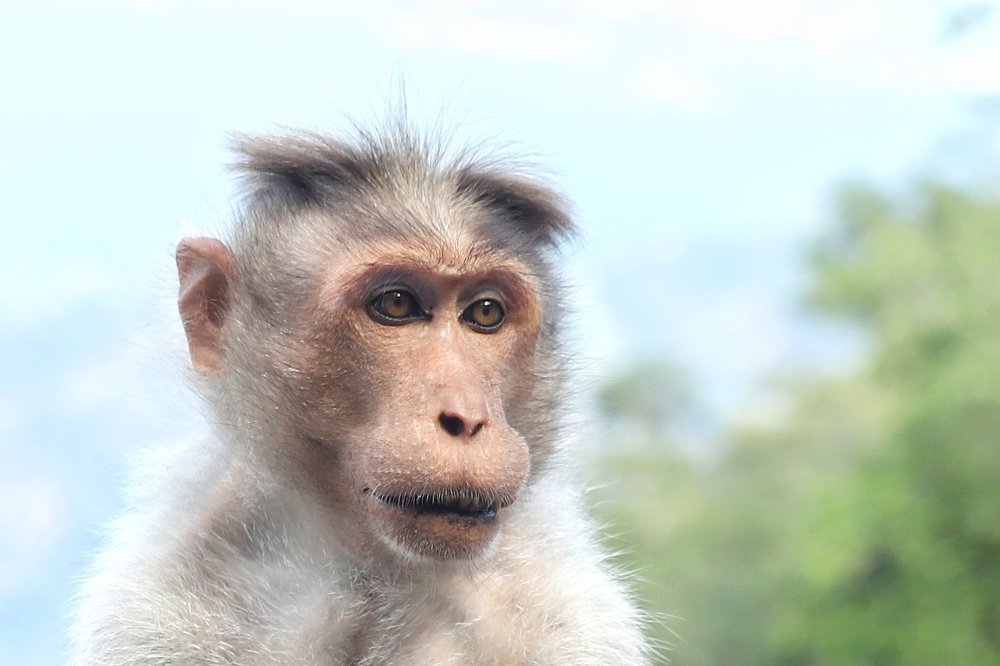 Photograph by Raviraj K S