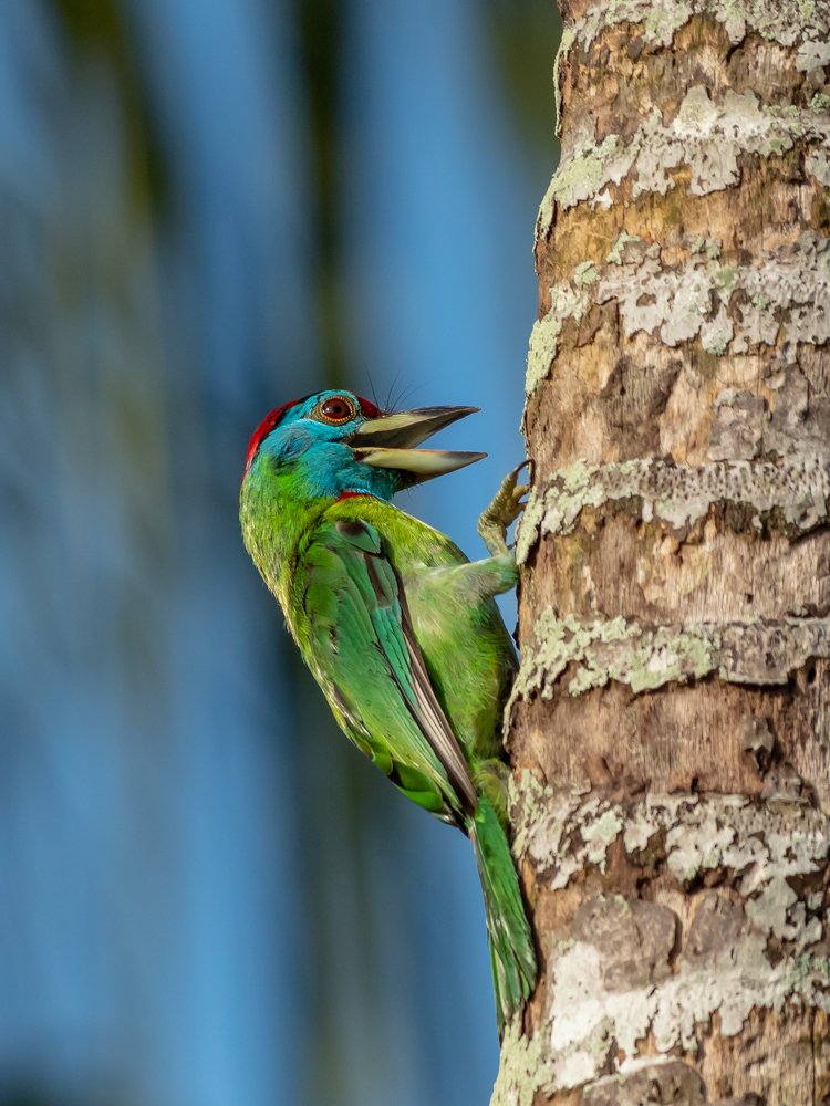 Blue-throated Barbet