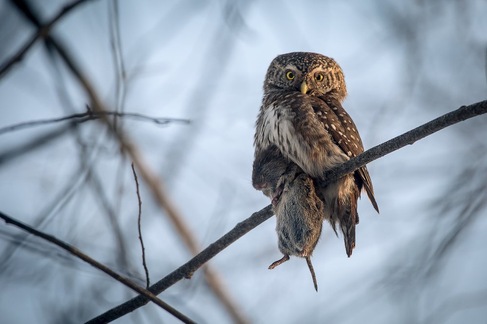 Photograph by Андрей Костромин