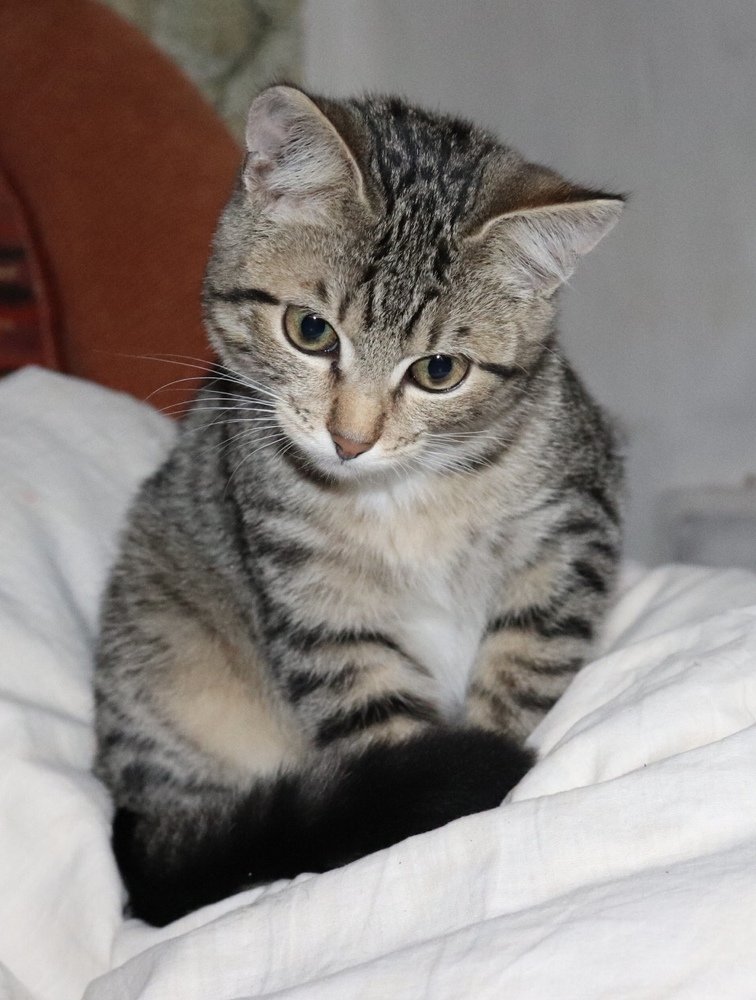 * Печалька *