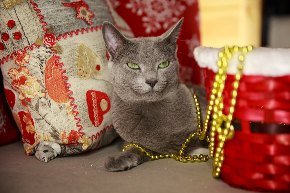 В ожидании подарков